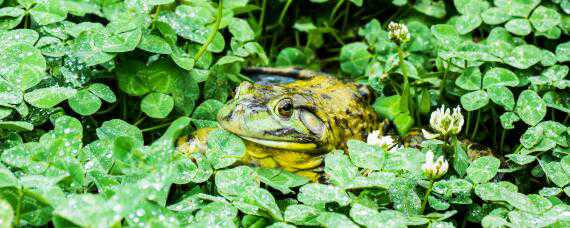 牛蛙品种有哪些 牛蛙品种有哪些名字