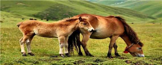 马的自然繁殖方式