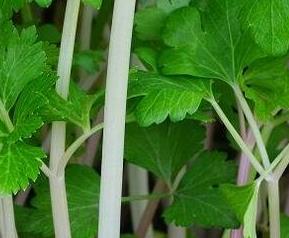 紫芹菜的功效与作用 紫玉芹菜的功效与作用