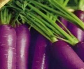 紫萝卜的功效和禁忌 紫萝卜皮的功效与作用及禁忌