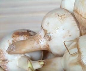 慈菇的营养价值及功效 光慈菇的营养价值和功效作用