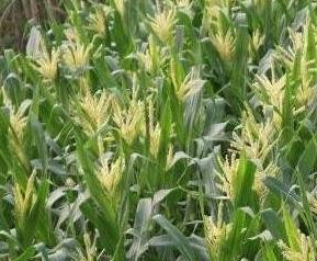 玉米雄穗的功效与作用 玉米穗的功效与作用