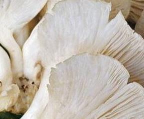 凤尾菇如何做好吃窍门 凤尾菇如何做好吃