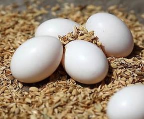 鸽子蛋的营养价值及功效（鸽子蛋的营养价值及功效女人吃的话怎么样）