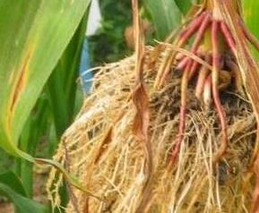 玉米根的功效与作用及食用方法 玉米根的功效与作用点