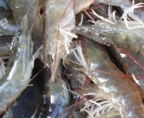 淡水活虾如何保鲜 活的海虾怎么保存最新鲜