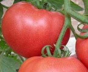 吃番茄的禁忌是什么 吃番茄的禁忌