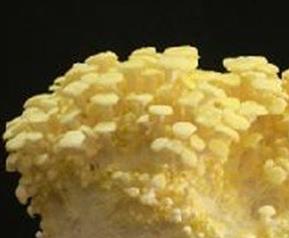 榆黄菇营养价值及功效与作用 榆黄菇的功效与作用