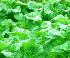葵花菜的功效和作用 葵菜的营养价值与功效