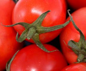 西红柿能减肥吗 吃小西红柿能减肥吗