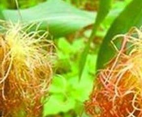 玉米丝的功效作用和药用价值 玉米花丝的作用