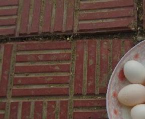 鸽子蛋的功效与作用及营养 鸽子蛋的功效与作用