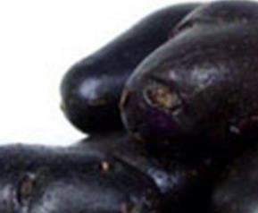 黑土豆的功效与作用禁忌 黑土豆的功效与作用