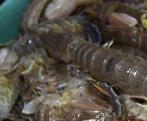 赖尿虾的营养价值与功效 懒尿虾作用