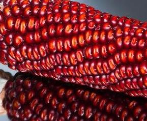 红玉米的功效与作用 红玉米的功效与作用及禁忌