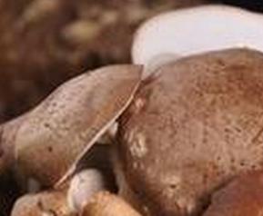 香菇的功效与作用 香菇的功效与作用与主治