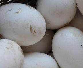 鹅蛋的营养价值 鹅蛋的营养价值及功效和禁忌百度百科