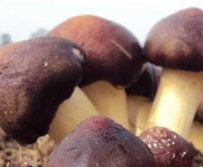 球盖菇的功效和作用 大球盖菇的营养价值和功效