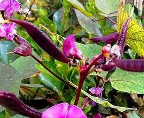 紫藤的豆子 紫扁豆藤的药用价值