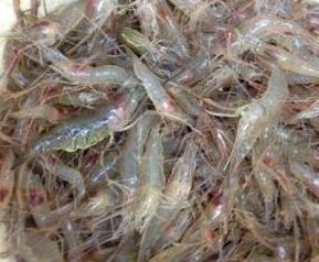 淡水虾和海水虾的区别 淡水虾和海水虾有什么区别