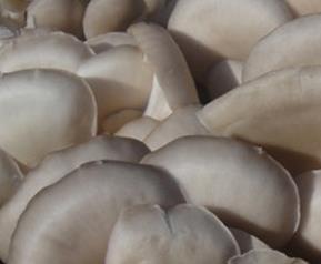 凤尾菇的功效与作用 凤尾菇的功效与作用禁忌