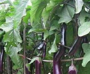 紫茄子根的功效与作用 紫茄根有什么功效