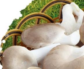 秀珍菇的功效与作用 秀珍菇的功效与作用及食用方法