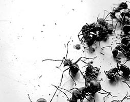 黑蚂蚁的功效和作用及禁忌 黑蚂蚁的功效和作用