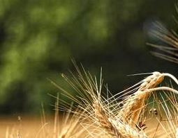 浮小麦的功效与作用 浮小麦的功效与作用及禁忌