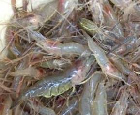淡水虾的功效与作用 淡水虾的营养价值及功效