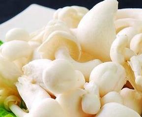 白玉菇的营养价值