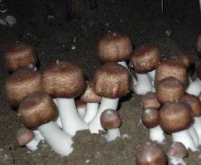 武夷山养生菇 武夷山长寿菇的功效和作用