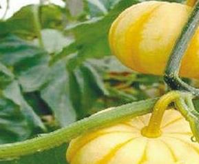 飞碟瓜的常见病虫害有哪些 瓜类作物常见虫害