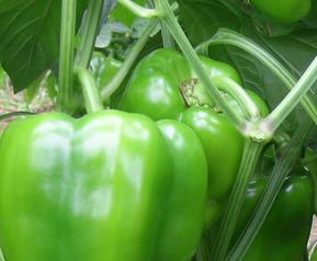 青椒的功效与作用禁忌 青椒的功效与作用