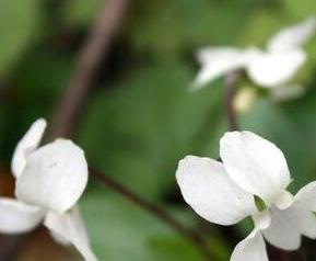 白花堇菜主要的营养价值 白花堇菜的功效与作用