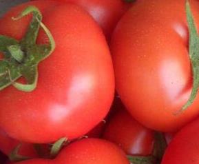 西红柿怎么吃减肥最快 西红柿怎么吃减肥