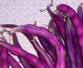 紫色豆角的营养价值及功效 紫色豆角的营养价值