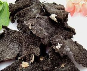 石菇的功效和作用 石菇图片及营养价值