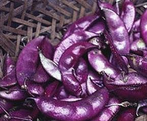紫色扁豆怎么做好吃（紫色扁豆怎么做好吃窍门）