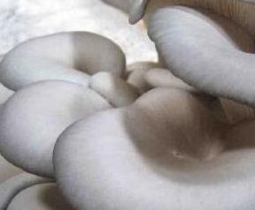 蘑菇的养生功效有哪些 蘑菇的五大功效