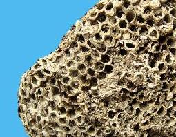 白芷和露蜂房的功效与作用 露蜂房的功效与作用