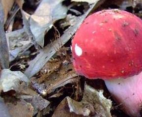 如何区分红菇与毒红菇 如何区分红菇与毒红菇的区别
