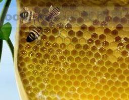 蜂房的功效与作用 蜂房的功效与作用吃法