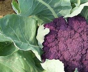 紫色花椰菜的营养价值与功效 紫色花椰菜的营养价值