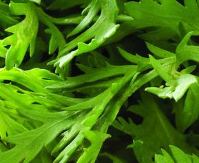 芹菜叶的功效与作用禁忌 芹菜叶的功效与作用
