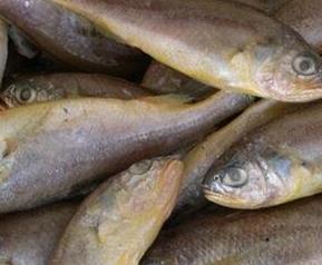 黄花鱼的营养价值和功效作用及禁忌 黄花鱼的营养价值和功效作用
