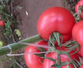 生吃番茄的营养价值 番茄的营养价值