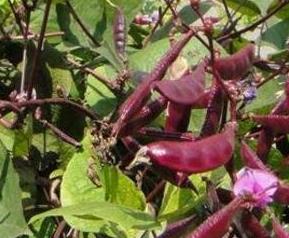紫扁豆不能和什么一起吃 扁豆能和紫菜一起吃吗