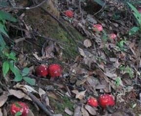 武夷山正红菇的功效和作用 武夷山红菇的功效与作用