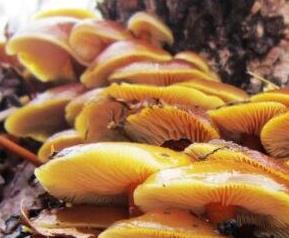 黄蘑菇的功效与作用及食用方法 小黄蘑菇的功效和作用
